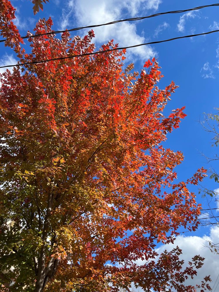 A really beautiful maples tree with red , orange, yellow and green leaves