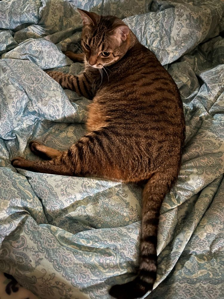 My tabby cat named Matcha on a luxurious(?) blanket