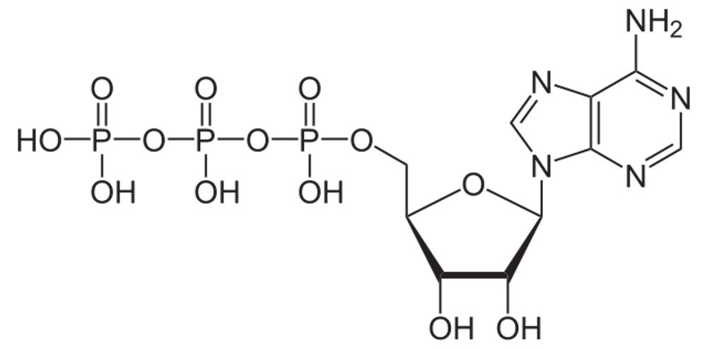 Adenosine triphosphate - Wikipedia