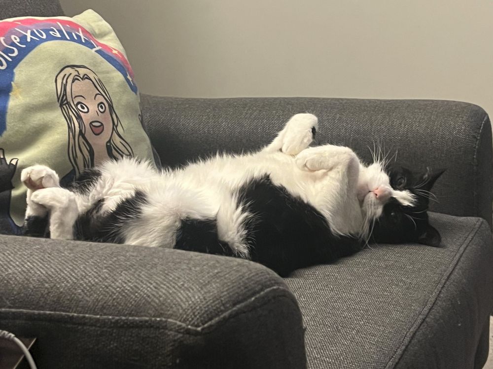 a tuxedo cat on a gray chair. she is on her back looking at the camera with her stomach exposed and her paws curled.