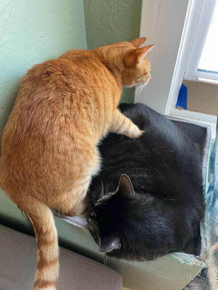 An orange cat stepping on a sleeping tabby cat, whose ears look visibly annoyed. 
