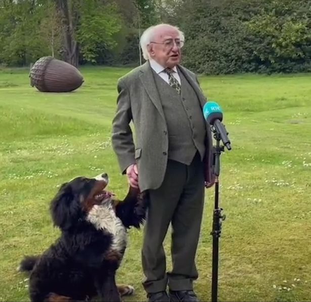 President Michael D Higgins {Miggeldy) standing on grass with tree's and a large acorn behind him, a microphone on a stand in front of him, one of his large Bernese dogs sits beside him, it's paw up which Miggeldy is holding.