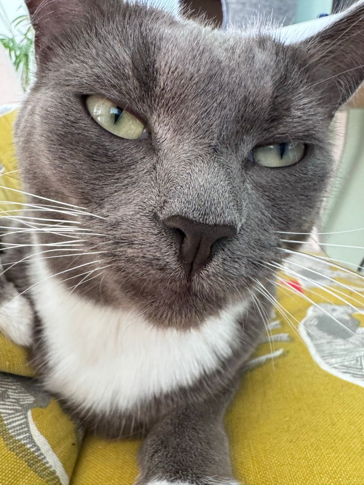 A close up of a grey female cat’s face looking quizzically at the camera while sitting on a yellow cushion
