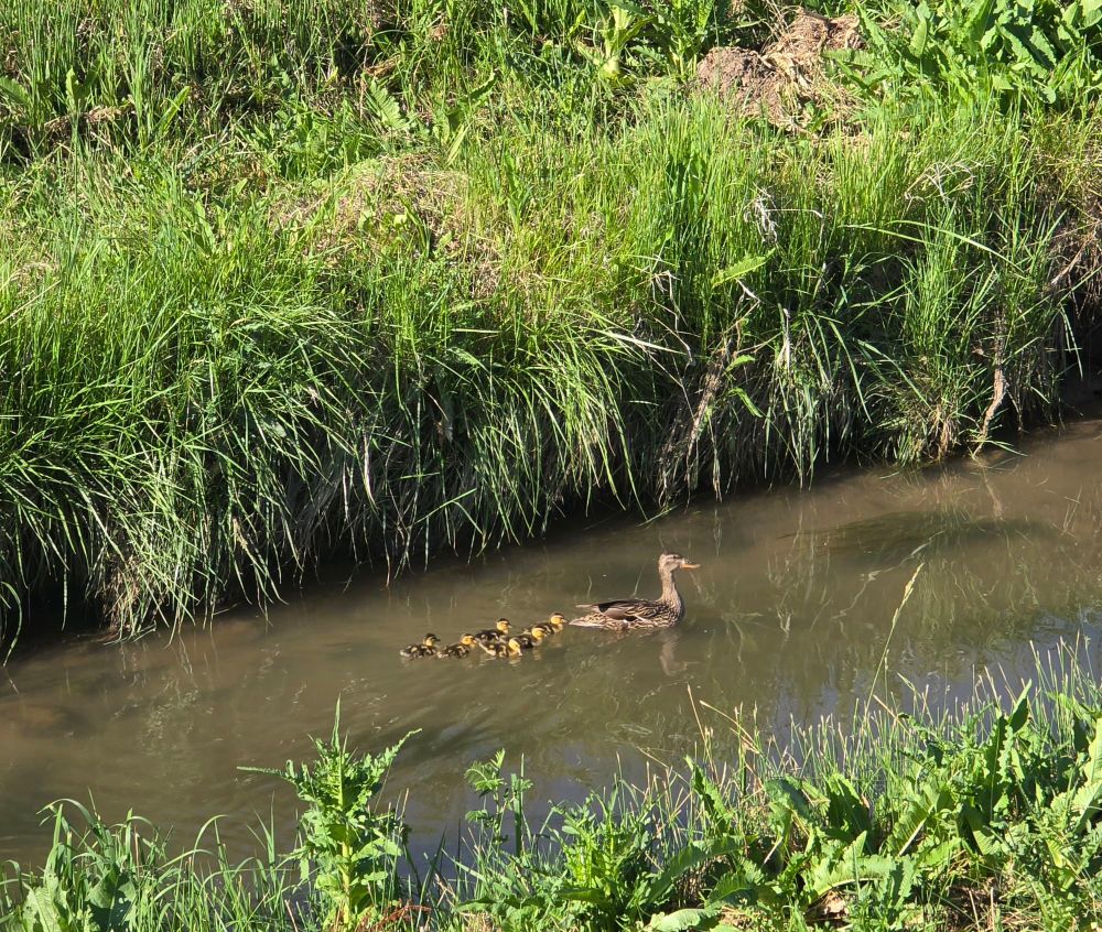 Creek with long green grass on the banks. Momma duck followed by about 6 tiny ducklings in the water.
