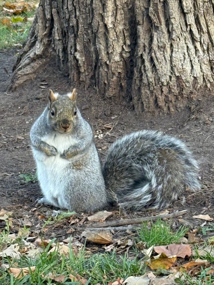 A fat squirrel, staring straight into the camera. He standing in front of a tree.