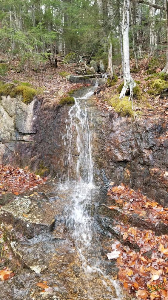 Photo of a small waterfall fed by a stream stretching off into a pine and birch forest blanketed in moss and leaves.