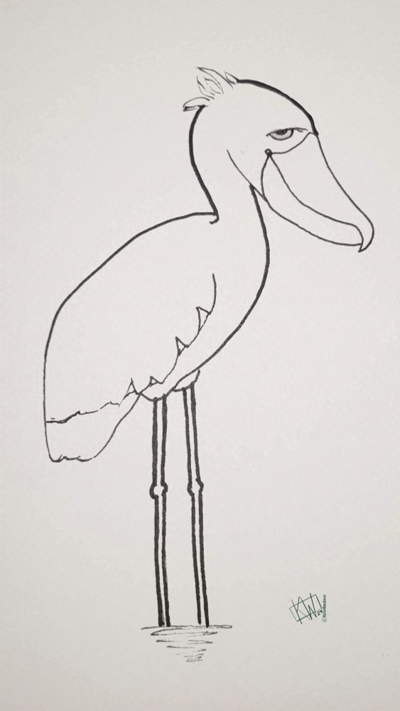 Ink drawing of a happy Shoebill standing in shallow water.