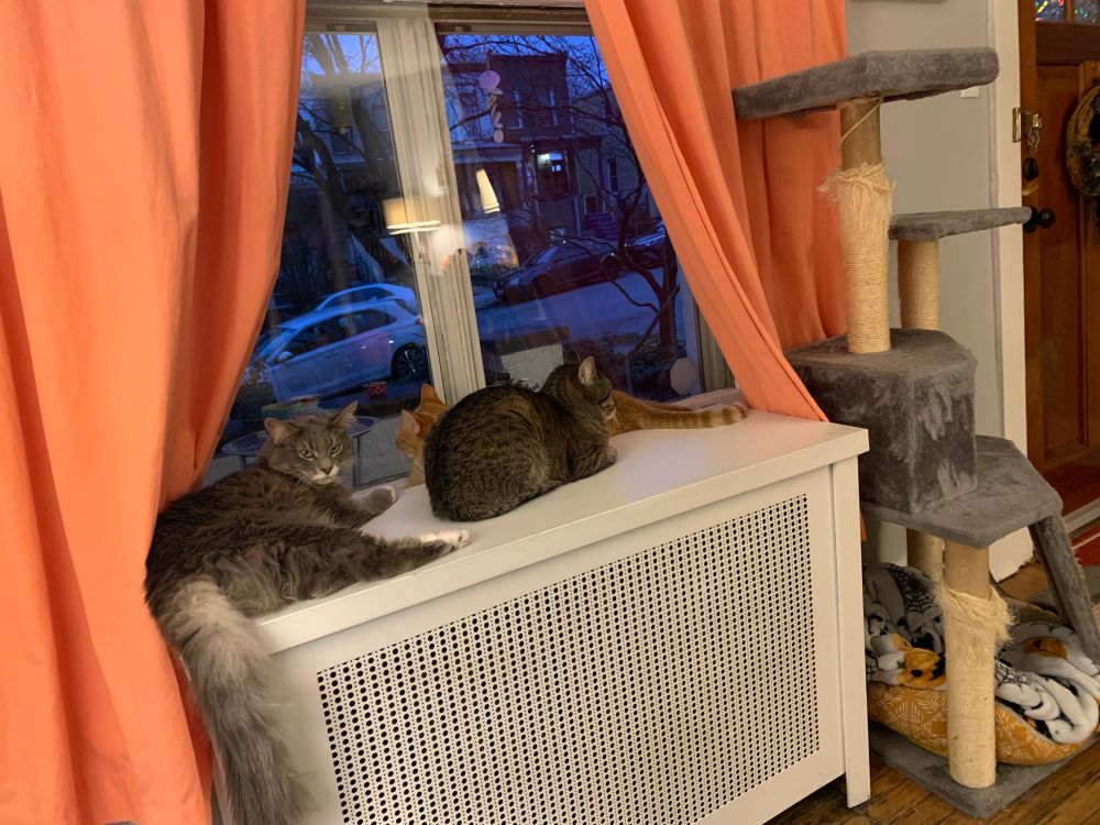 Three cats sleeping in various positions on top of a radiator