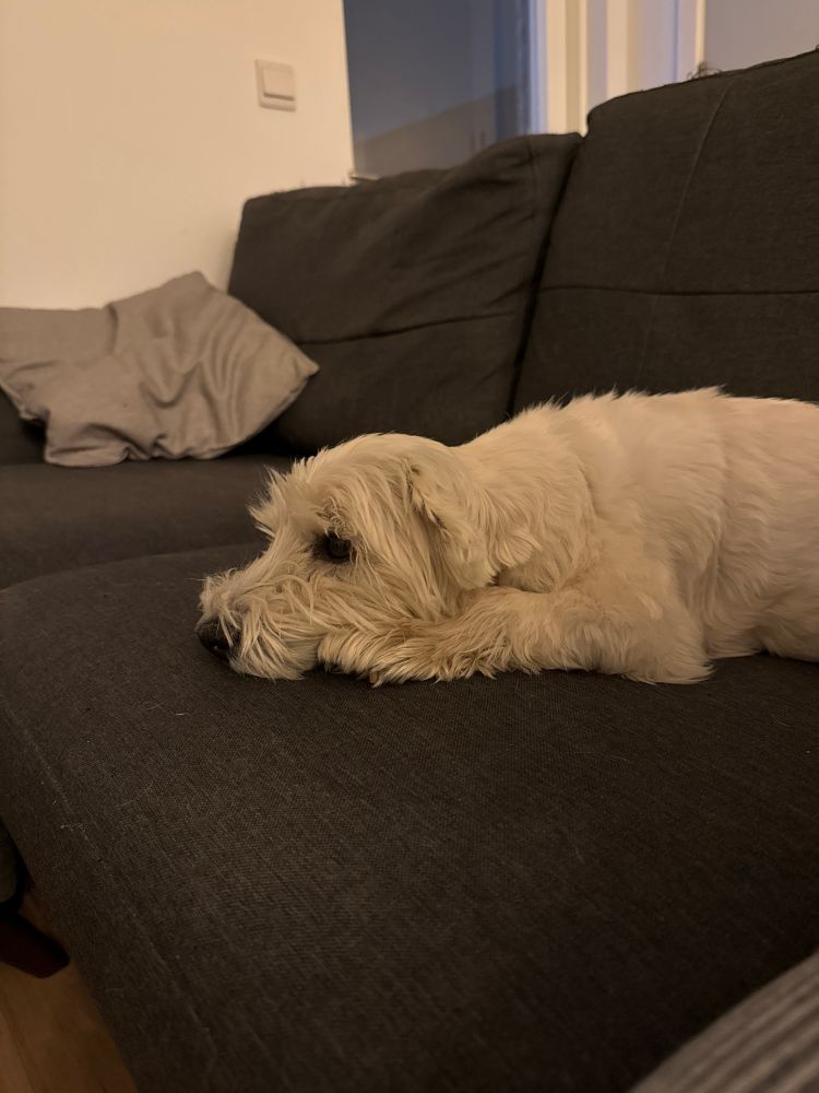 A picture of Jess, a West Highland Terrier, sat on a sofa feeling very sorry for herself. 