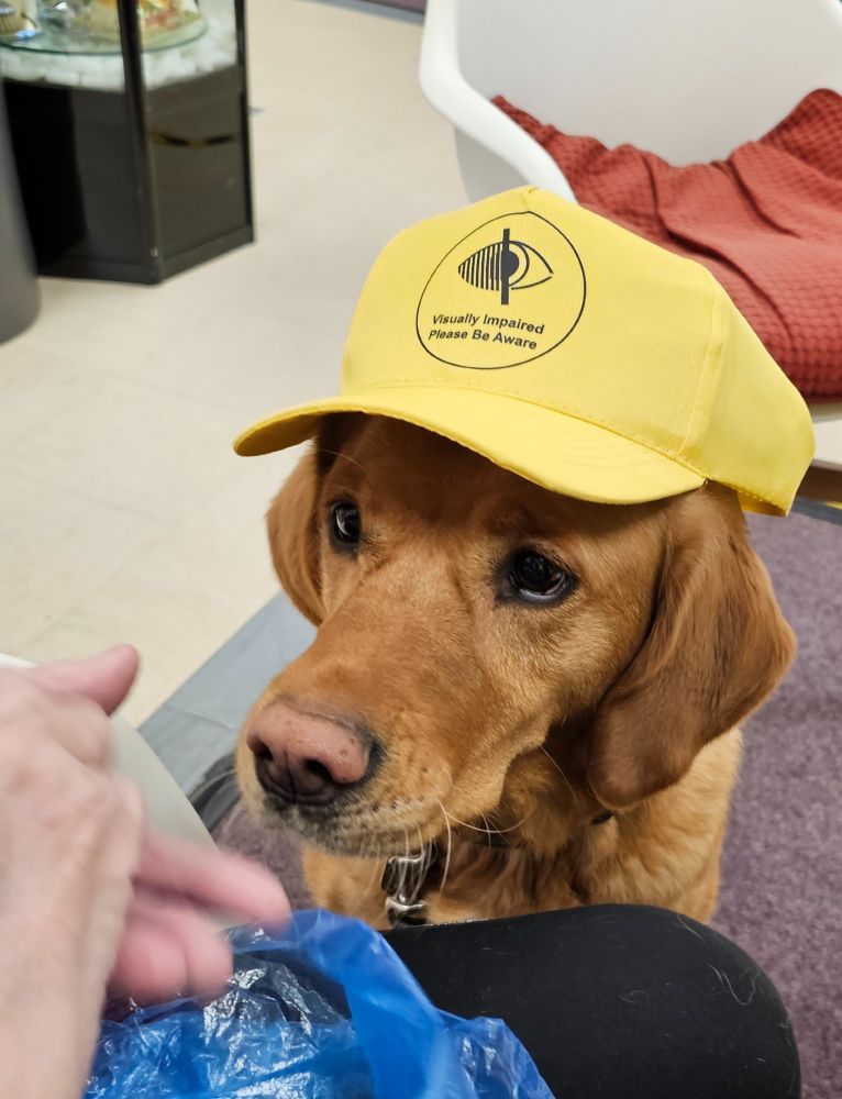 A photograph of a Golden Labrador guide dog. The dog is looking at it's owner and humourously wearing a yellow PSS branded baseball cap.