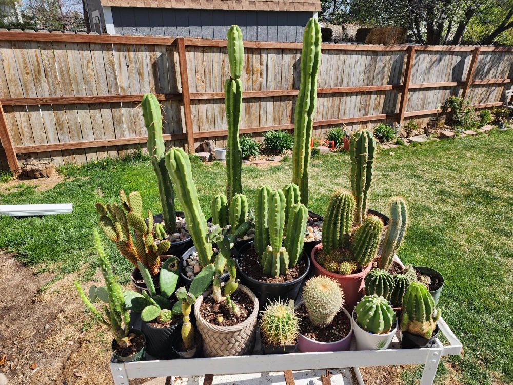 A cart full of cactus I brought out in the sun