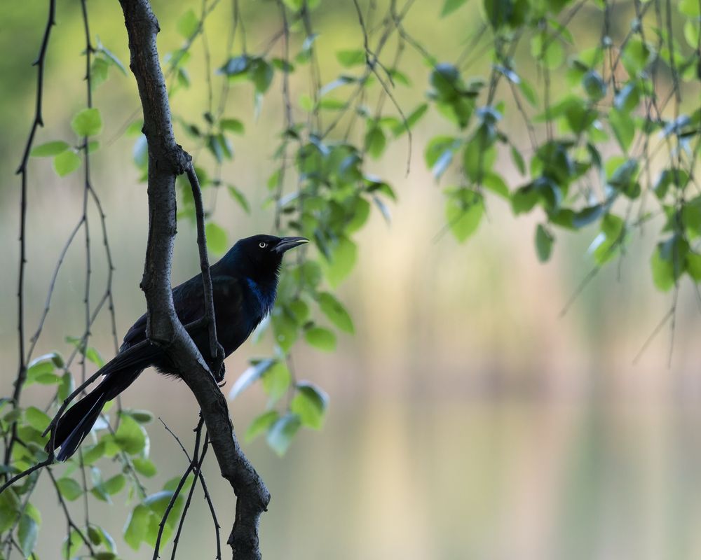 a profile shot of a common grackle resting on a branch. they’re on the left side of the frame facing to the right. A few branches and green leaves are draped behind them 