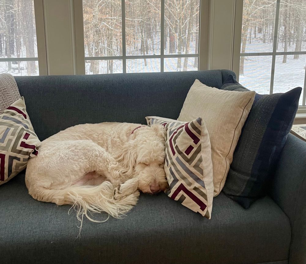 Absolutely, gorgeous stunningly, amazing white golden doodle with short haircut and liver nose, curled up into a ball sleeping on a blue sofa next to fluffy pillows. Behind him windows that show a light snowfall.