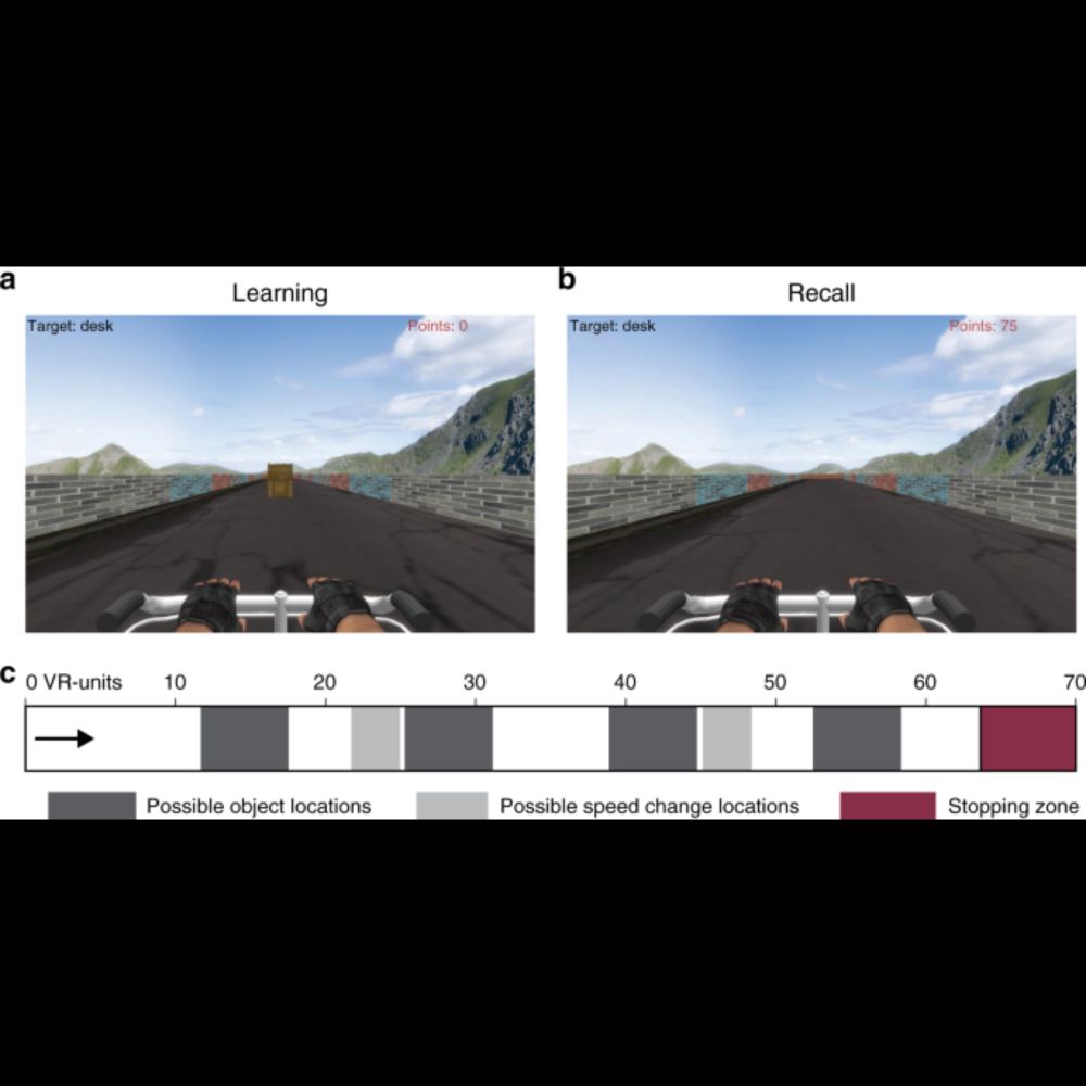 Functionally distinct high and low theta oscillations in the human hippocampus - Nature Communicatio...