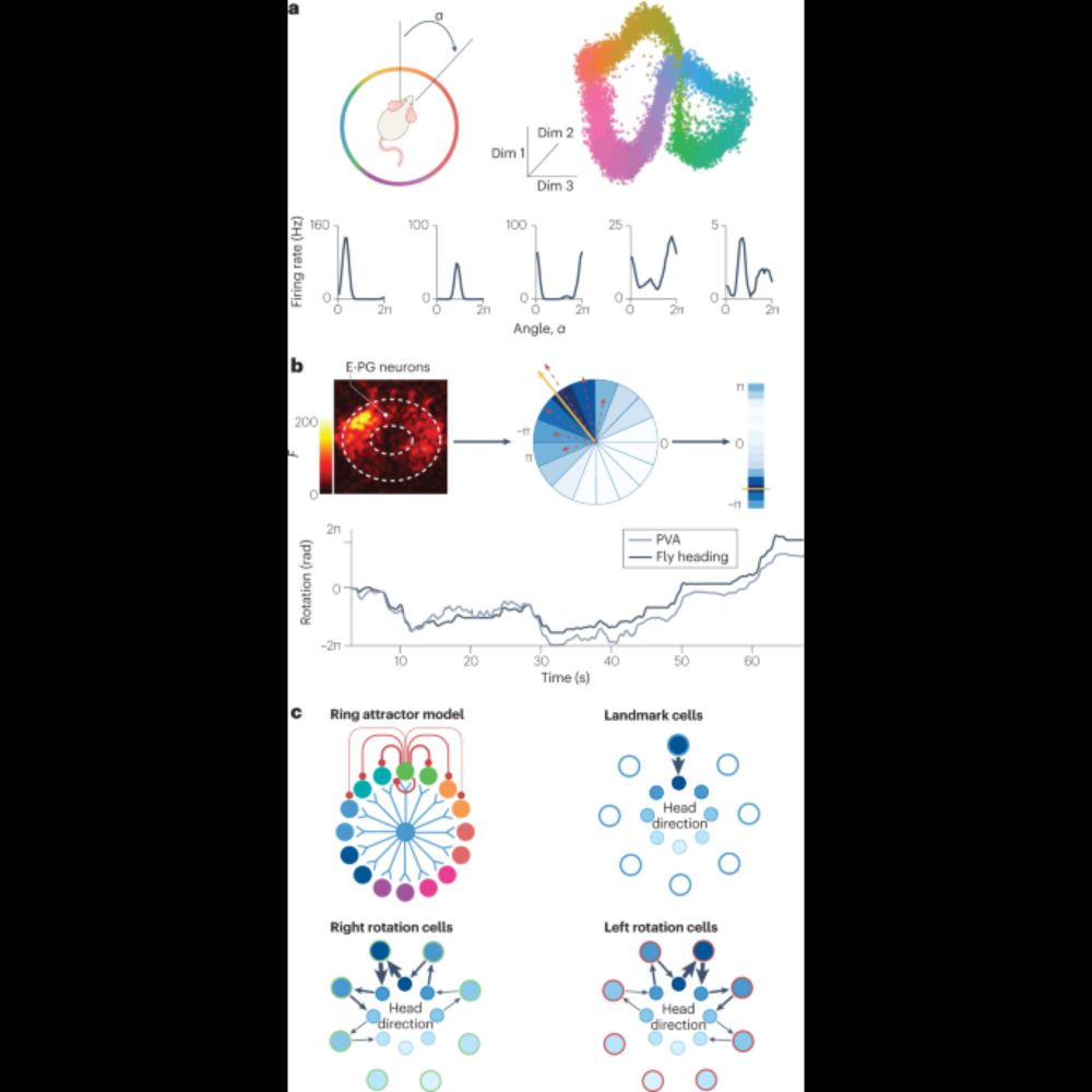 A unifying perspective on neural manifolds and circuits for cognition - Nature Reviews Neuroscience