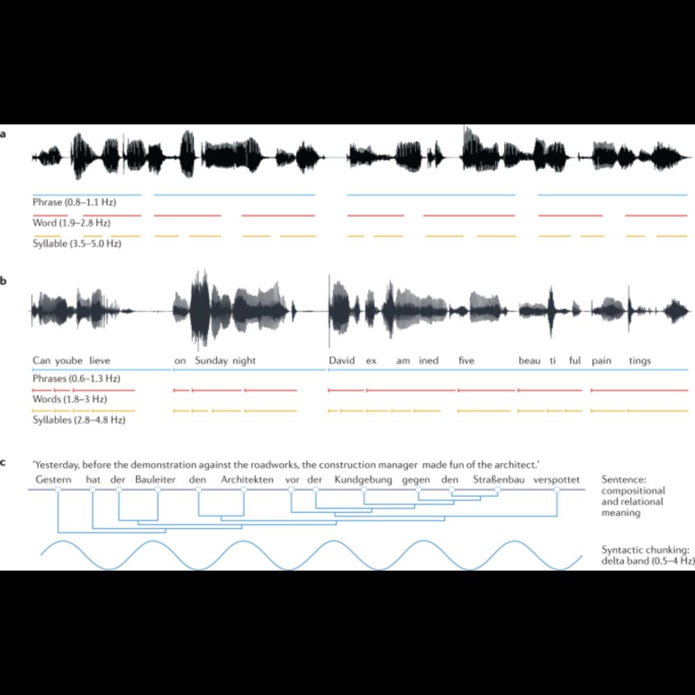 What neural oscillations can and cannot do for syntactic structure building - Nature Reviews Neurosc...