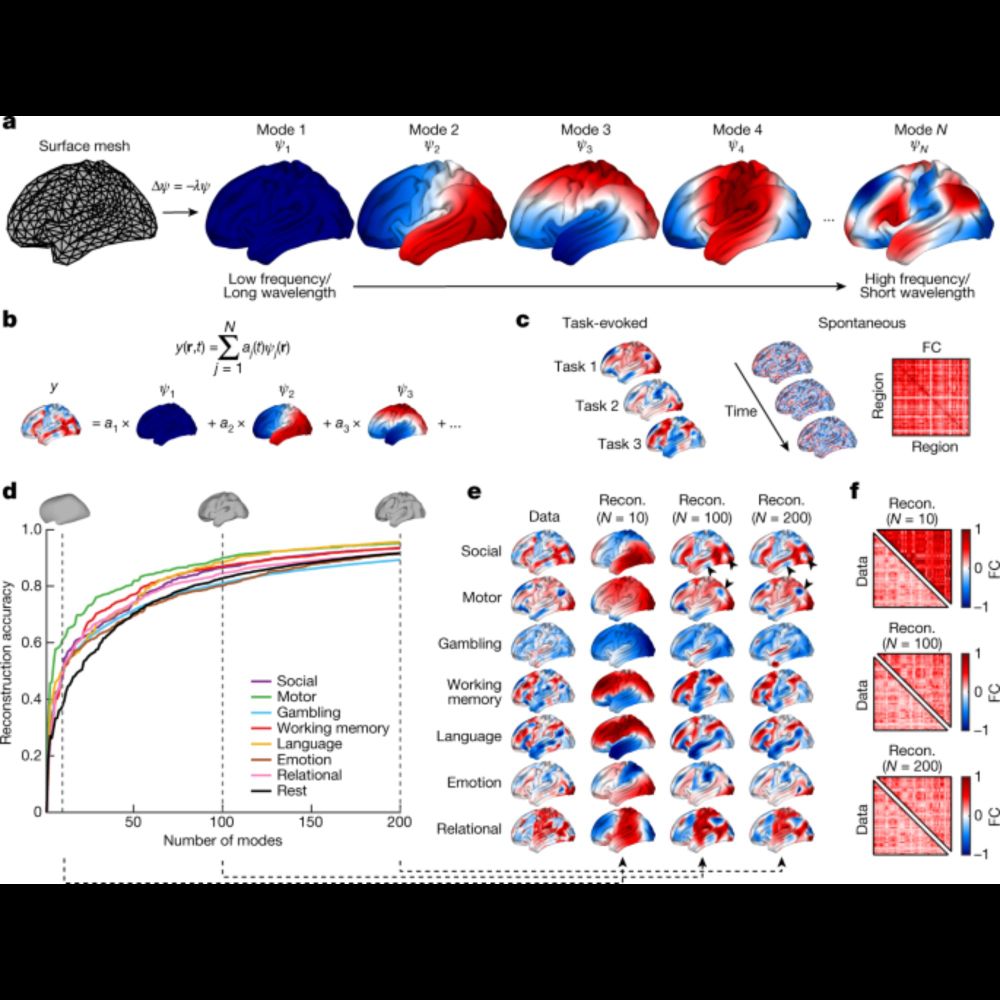 Geometric constraints on human brain function - Nature