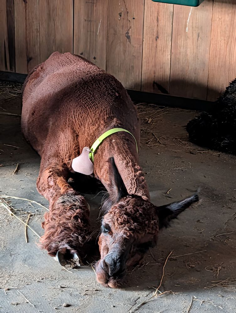 A red/brown alpaca half-asleep in his stall. He's generally in a kushed position, with a foreleg stretched out, and his head resting on the ground. His eyelids are half-closed.