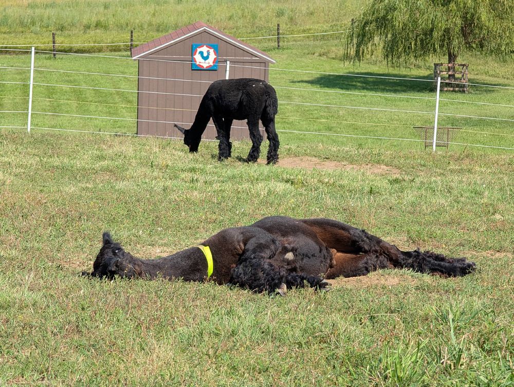 An alpaca sunbathing while another alpaca grazes behind him.