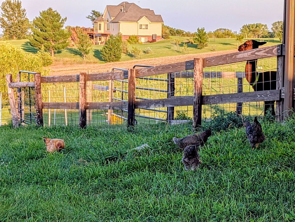 A red/brown alpaca on the far side of a corral fence surveys pullets scratching in the grass on the near side of the fence.