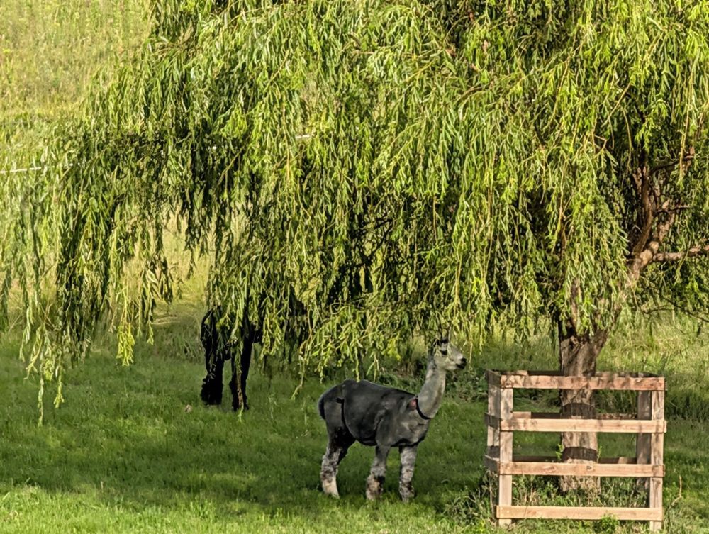 Two alpacas stand in the shade of a large willow tree.