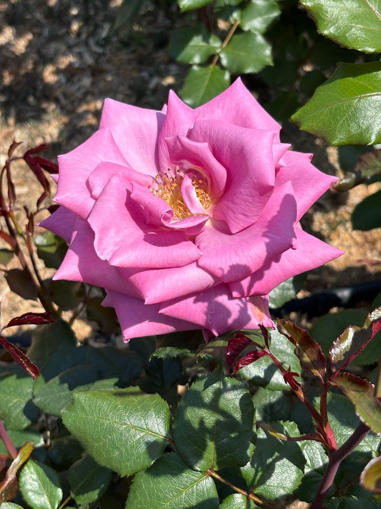 薔薇「ムーンシャドウ」