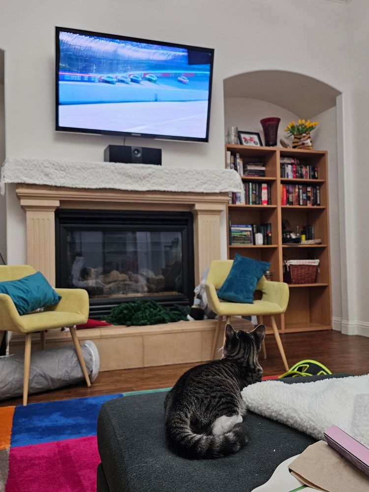 Chaz Mostert (my cat) thoroughly invested in the TV screen, which is showing the Netflix documentary NASCAR: Full Speed