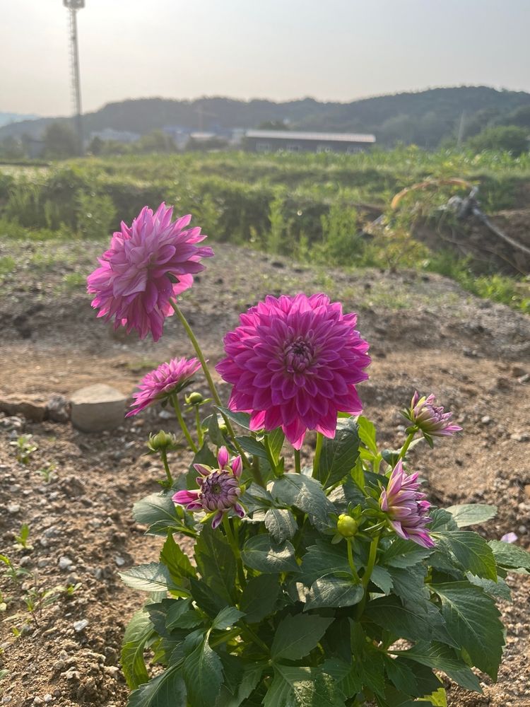 pink dahlia flowers in bloom