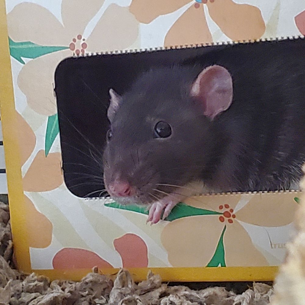 A black rat is poking out of a tissue box.