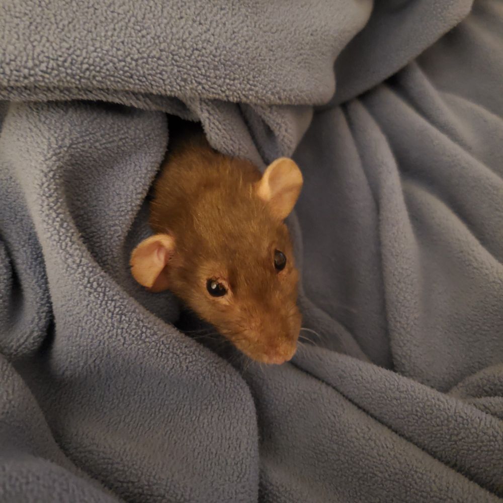 A rat is poking her head out of a blanket.