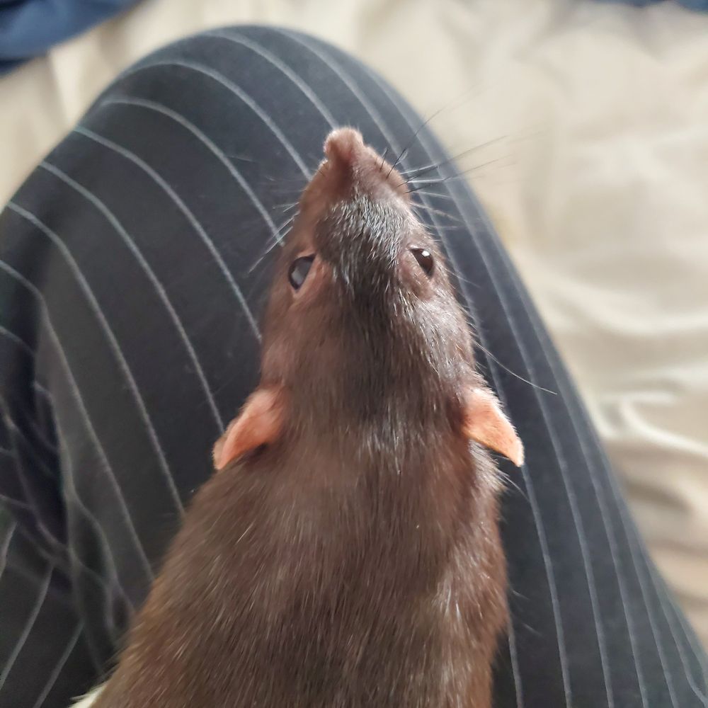 A rat is sitting on someone's leg.