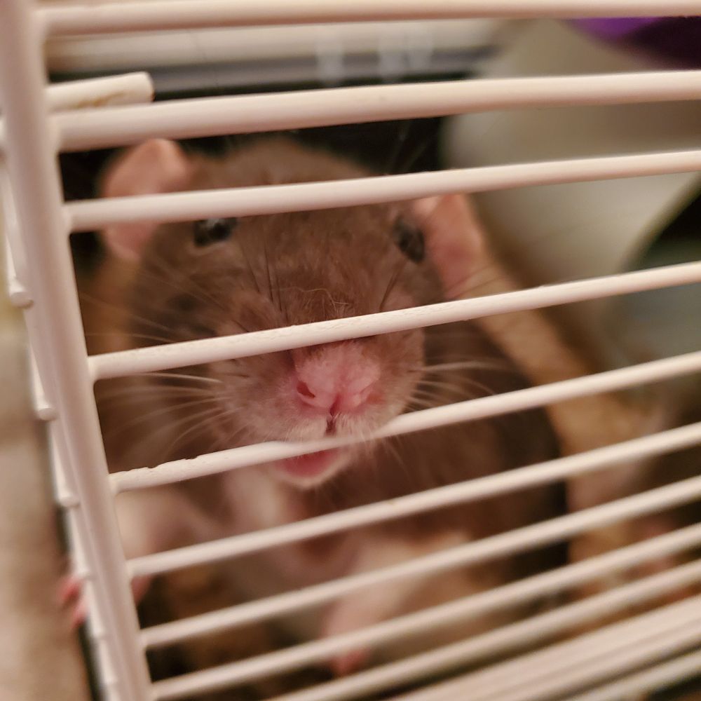 A pet rat in a travel cage, looking at the camera.
