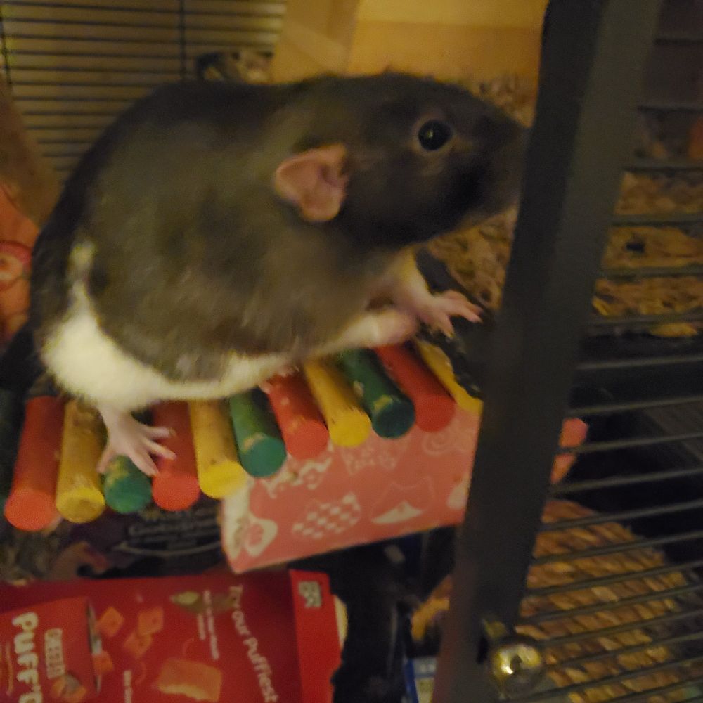 A rat is inside a cage sitting on a multicolored wooden bridge.