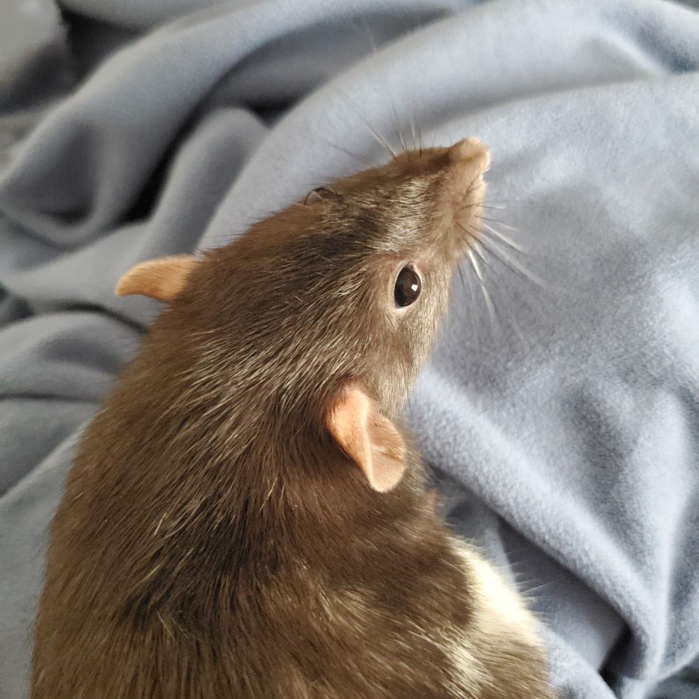 A black rat is hanging out in bed with blankets in the background.