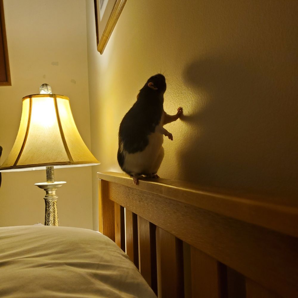A pet rat (Bento) stands on a beds headboard, touching the wall with one paw. A lamp in the background provides warm lighting and dramatic shadows.