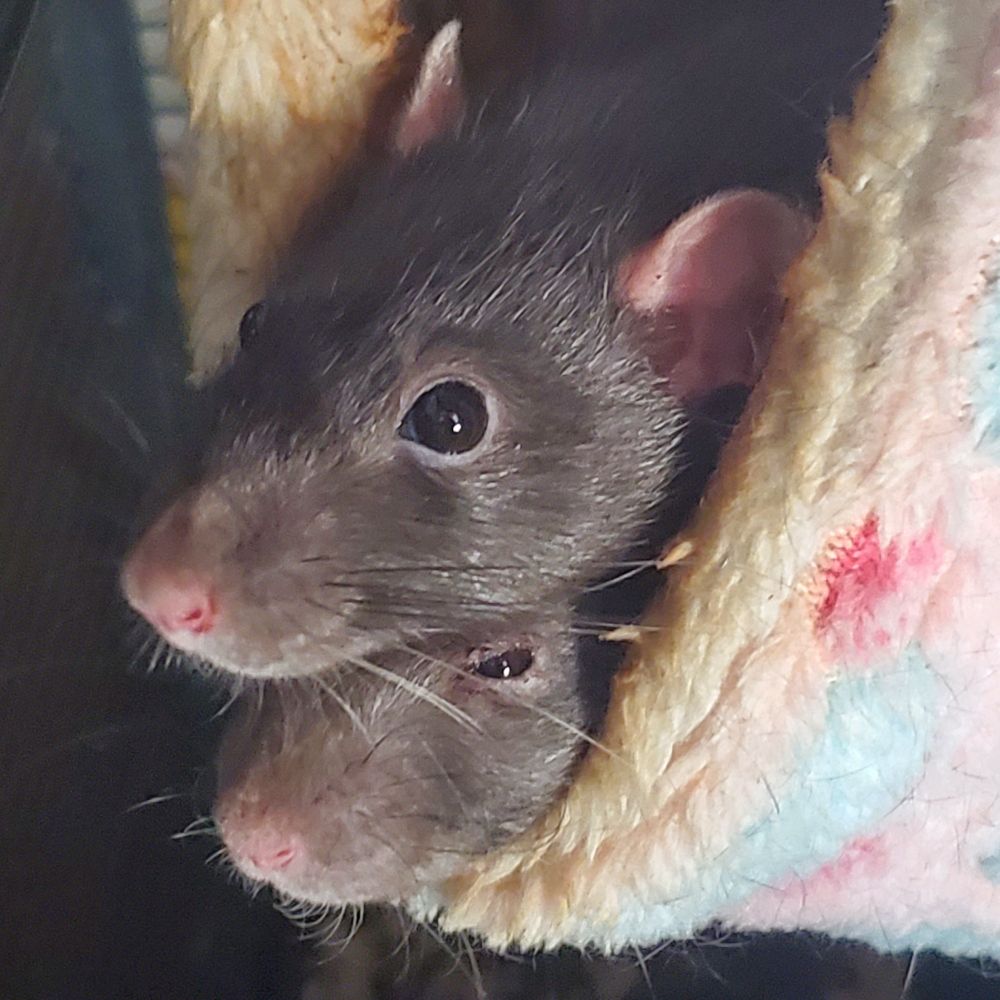 Two black rats have their heads stacked on top of each other, sticking out of a fluffy pink and blue hammock. 