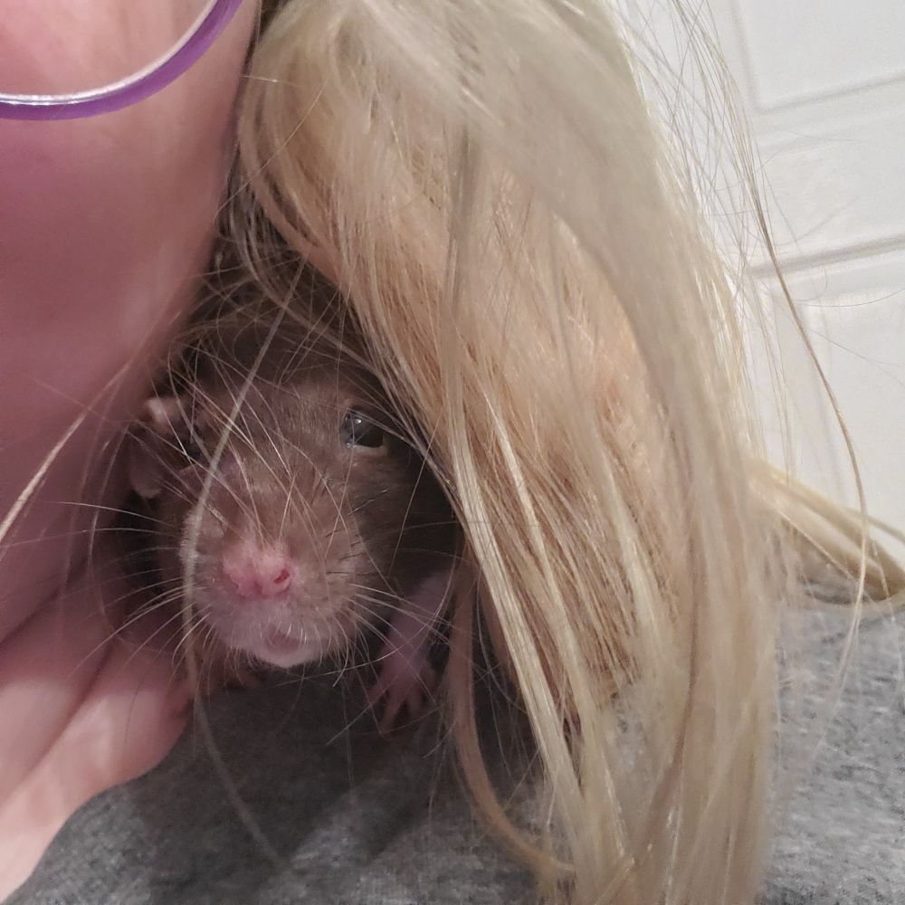 A black rat (named Bento) is sitting on a person's shoulder, nestled inside of the person's blonde hair. 