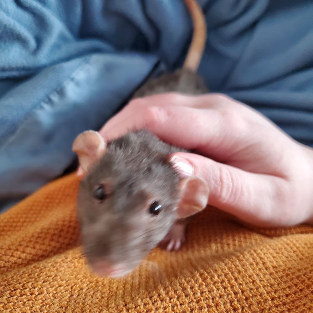 a pet rat approaches a person wearing an orange sweater for pets and snuggles. 