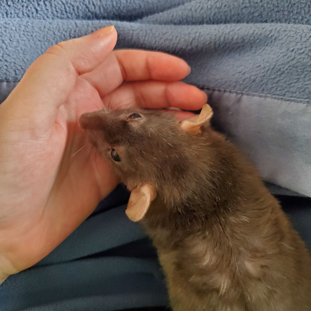 A pet rat (Whiskey)rests her head in someone's hand, atop a blue blanket.