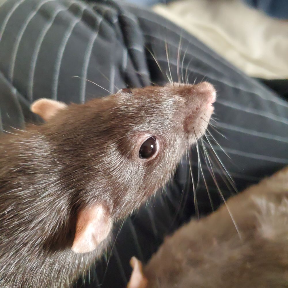 A black rat (named Bento) sitting on a person's leg. There is a second rat who is out of frame.