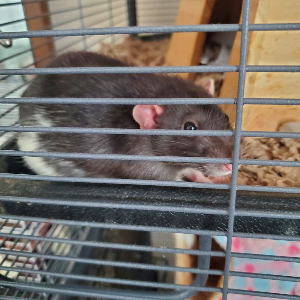 A black rat is looking out of her cage.