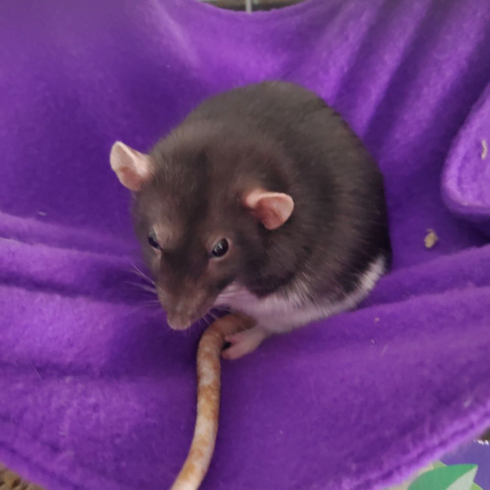 Bento the rat is sitting on a purple hammock.