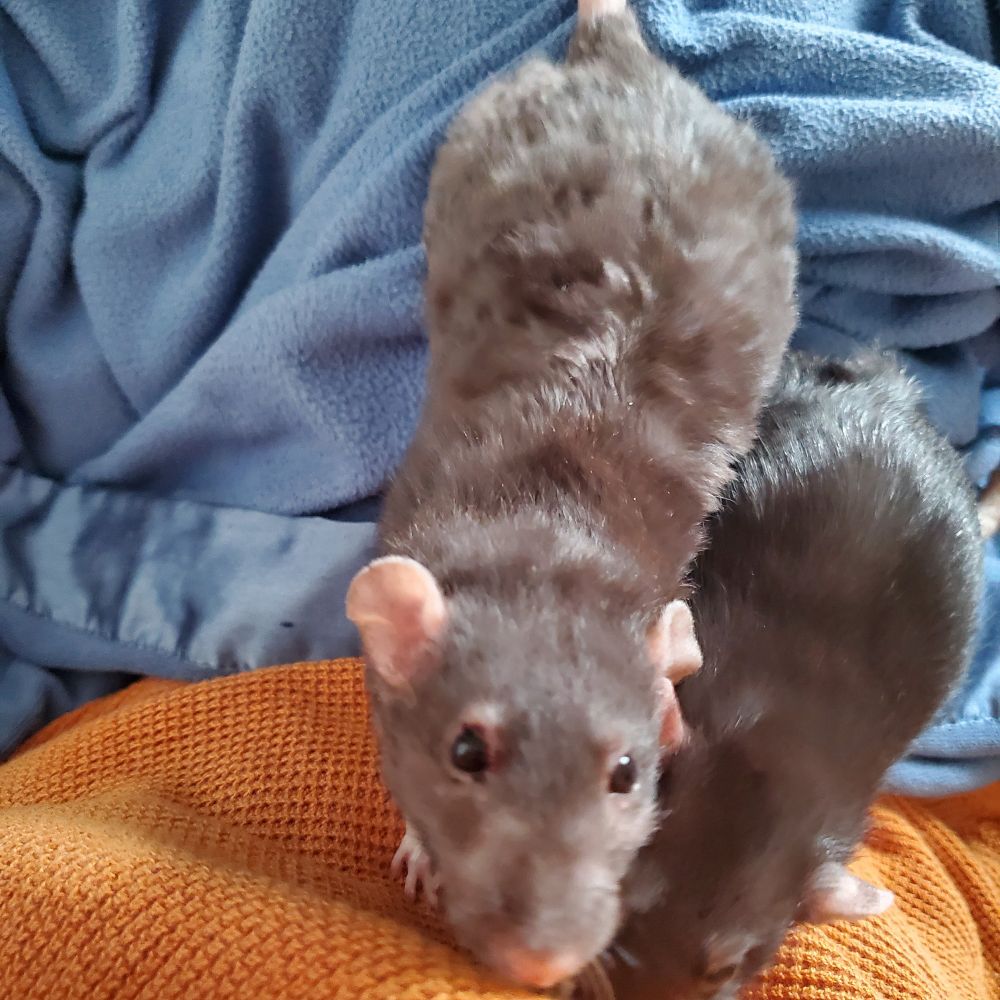 a second rat has approached the orange sweater