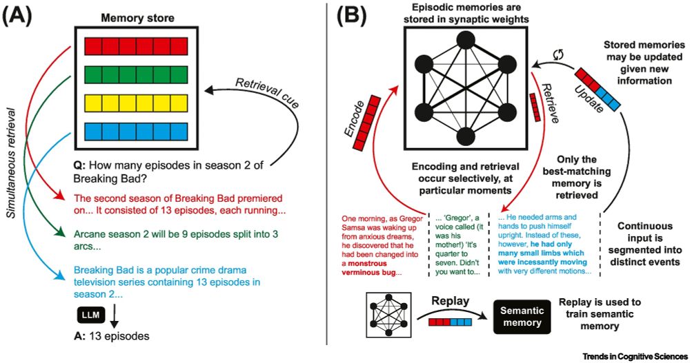 Main figure contrasting episodic memory (EM) in MA-LLMs and humans. (A) Illustration of a common approach to augment LLMs with memory retrieval. Typical aspects of MA-LLMs include memories composed of uniform-length chunks that are not updated after initial storage, and simultaneous retrieval of multiple memories at once. (B) In contrast, human memory is dynamic; episodic memories are constantly being added, forgotten, and updated through nuanced adjustments to synaptic weights, and replay of episodic memories is used to train semantic memory through a process of consolidation. Continuous input is segmented into distinct events, and encoding and retrieval occur selectively – EM retrieval is more likely to occur when there are “gaps” in understanding to fill and some moments, like boundaries between events, tend to be associated with stronger encoding and retrieval than others. Memory retrieval is competitive, meaning that (most of the time) only the single best-matching memory is retrieved. Another key property, not pictured here, is that EM for the content of events is stored along with a representation of temporal context (what came before the event) that supports temporal contiguity effects in retrieval (i.e., successive recalls tend to come from nearby time points).