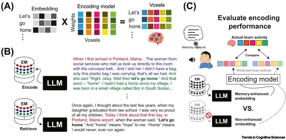 Figure illustrating testing MA-LLMs using encoding models. One way to evaluate the fit of LLMs to brain data is to use an encoding model approach. This approach involves learning a mapping from features derived from an LLM (e.g., the internal representations or embeddings from one of the LLM’s hidden layers) to brain activity (e.g., fMRI voxels; panel A); once learned, this mapping can be used to predict held-out data, and the fit to this held-out data can be compared across different encoding models that make use of different feature sets. This encoding model approach has been used to answer a wide range of cognitive questions, including the extent to which a particular brain region is predicting upcoming stimuli and the size of the temporal window that a given brain region is integrating over, and it can easily be adapted to quantify the benefits of memory augmentation (vs. no memory augmentation). Panel B shows a MA-LLM that stores chunks of text and then retrieves those chunks in response to a later part of the narrative. Predictions of brain activity generated using embeddings from the MA-LLM can be compared to predictions of brain activity generated using embeddings from a closely-matched, non-memory-augmented LLM (panel C); this approach could also be used to address more fine-grained questions (e.g., arbitrating between two distinct memory-augmented models that make different predictions about what information will be retrieved).