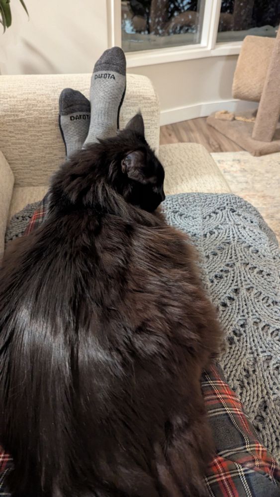 Ren, a super fluffy black cat, lies along a set of pajama clad legs on a couch.