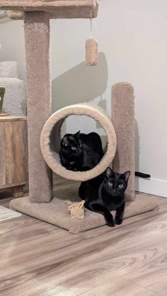 Two young, short hair black cats sit on a cat condo.  Beatrix sits in the tube looking off frame, and Bill sits below her on the base looking right at you.