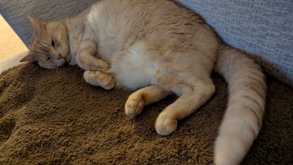 Bruce, a blonde ginger cat, lounges on a fuzzy, brown blanket.