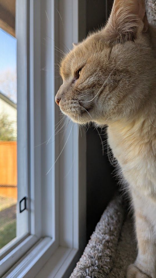 Bruce, a medium hair blond ginger cat, sits on a cat condo watching out a window.