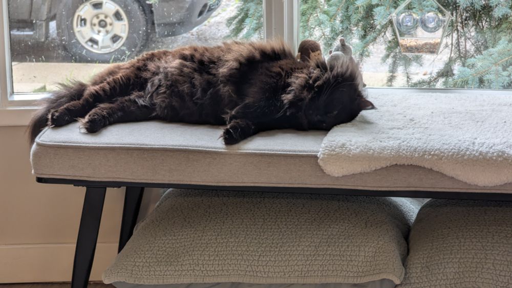 Oren Ishii, an extremely fluffy black cat, lounges on a bench in a bay window, airing her extraordinarily fluffy belly.